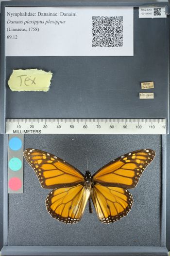 Media type: image;   Entomology 164947